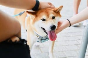 Shiba Inu [SHIB] latest member of the AMC family?