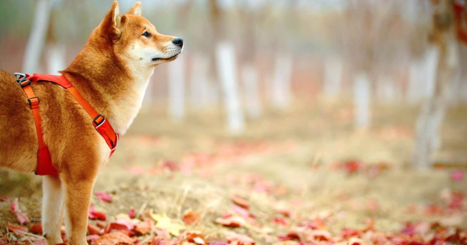 Shiba Inu: ETH Whales Continues To Hoard Despite Price Dip