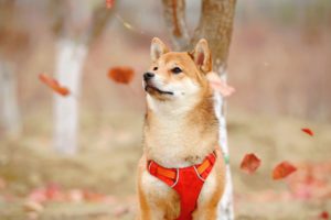 Shiba Inu Parties In Style At SXSW Premiere of SHIB metaverse