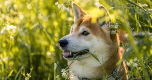 Shiba Inu: David Gokhshtein Made Another Hilarious Comment