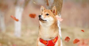 Shiba Inu Gearing Up For the First Look Of Its Metaverse