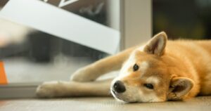 Shiba Inu Member Bust Rumors Around BONE Listing