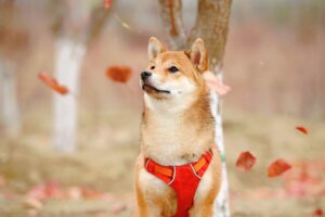 Shiba Inu: Shiba wings Customers Use Fiat Instead Of Crypto