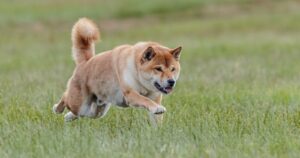 Shiba Inu’s Quantum Leap: Daily Transactions Cross 10T SHIB Tokens