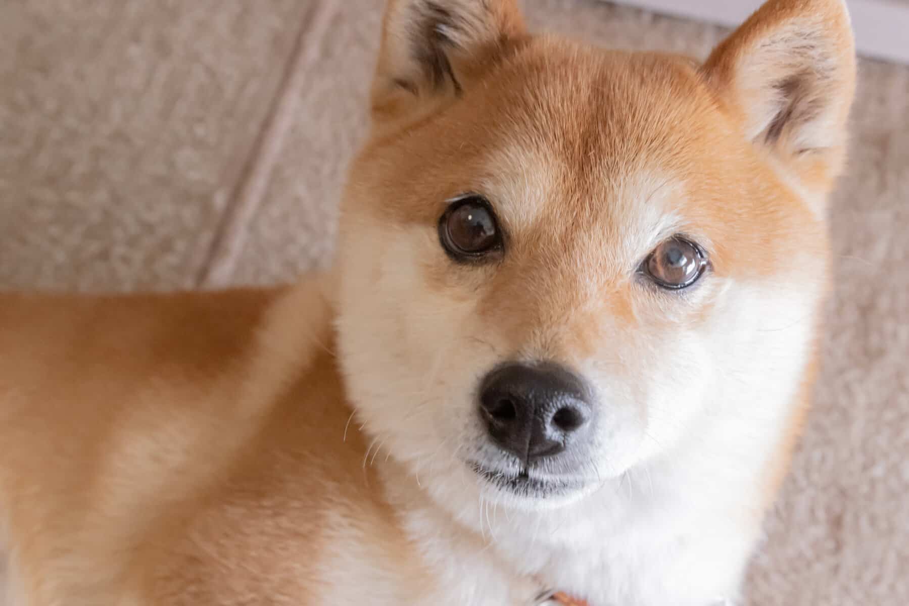 Shiba Inu