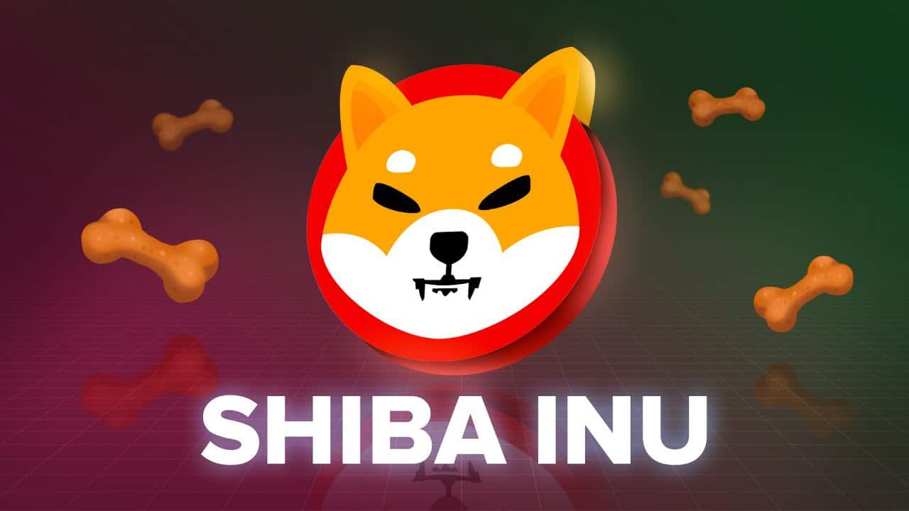 shiba inu