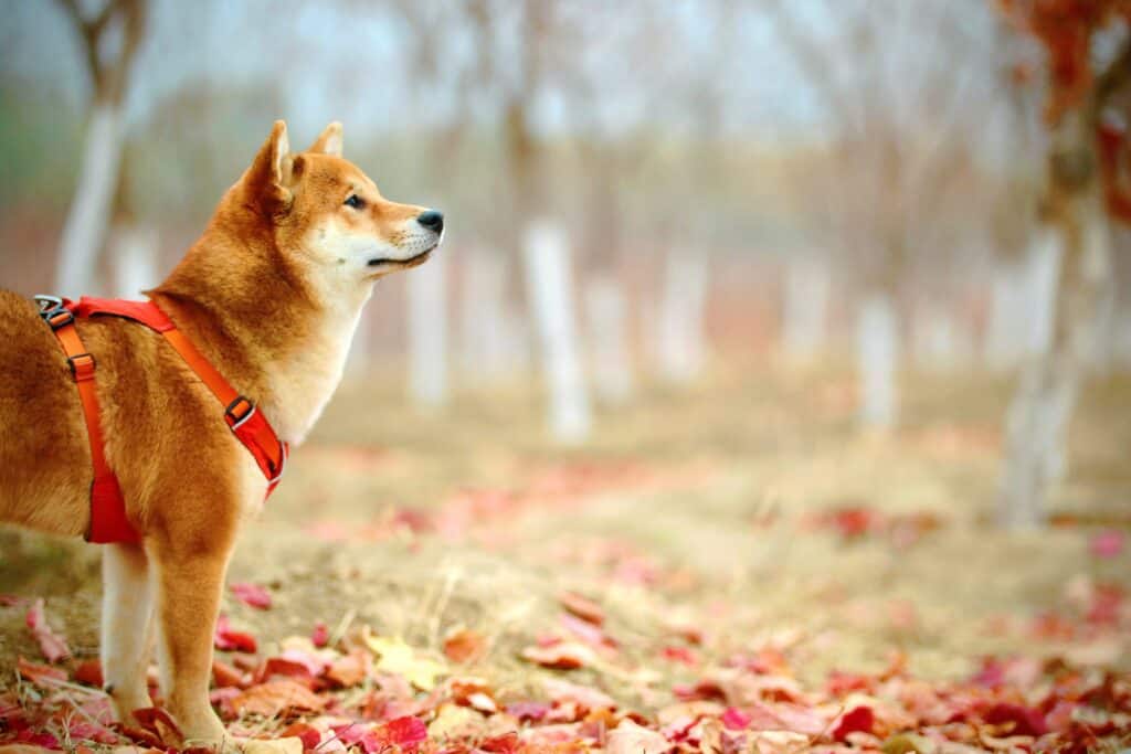 Shiba Inu Poised for a Rebound: 2-Digit Surge on the Horizon