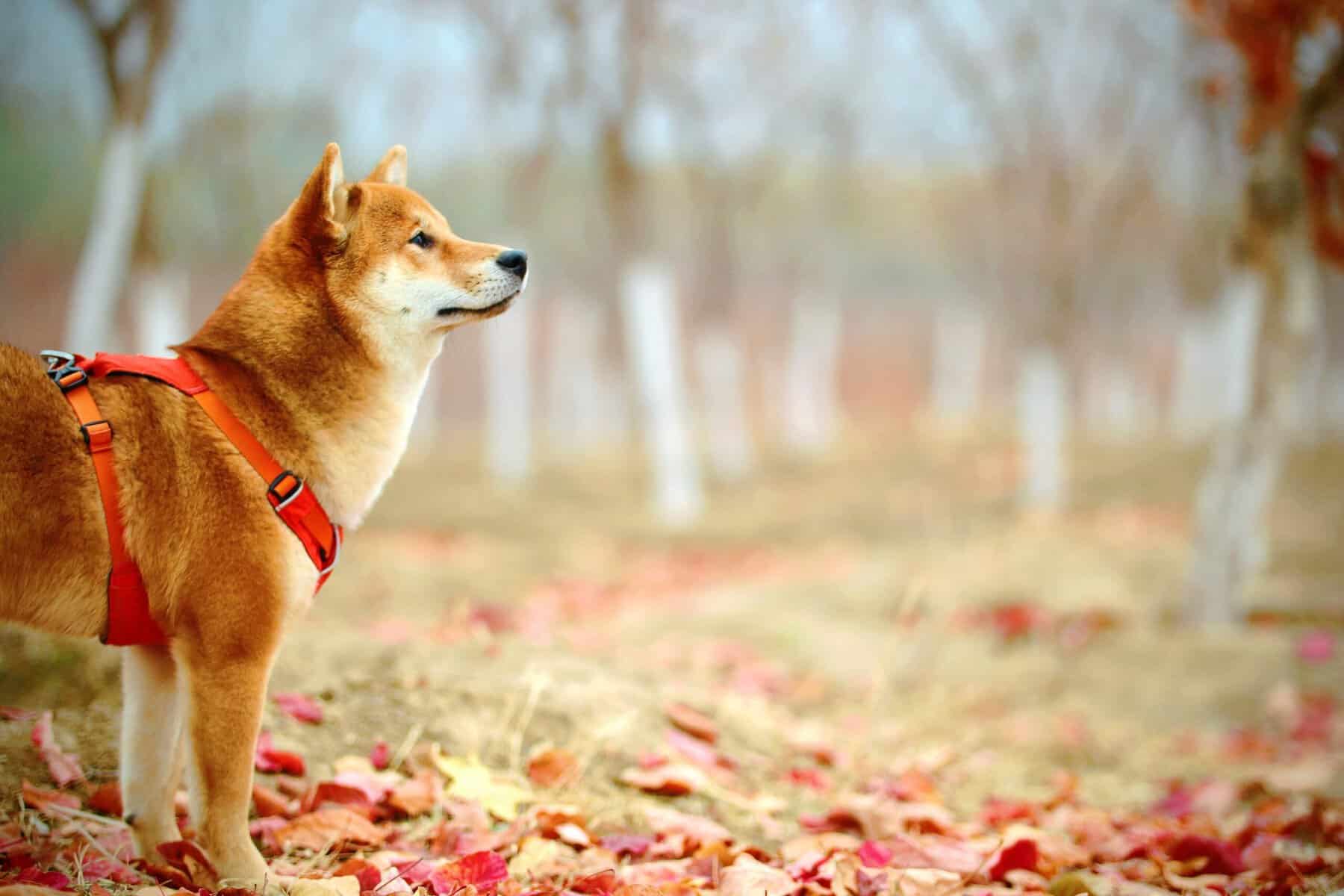 shiba inu