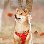 shiba inu