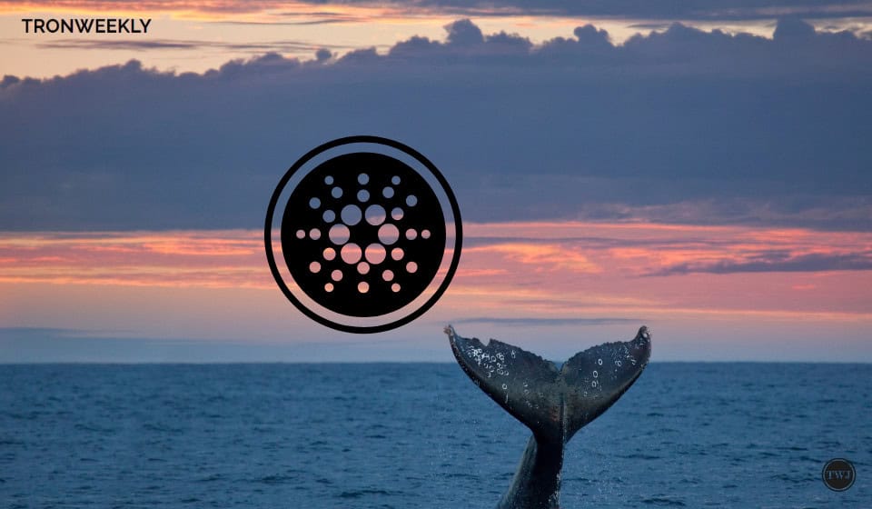 Cardano Whales Are Stacking 2.35% Of The Supply